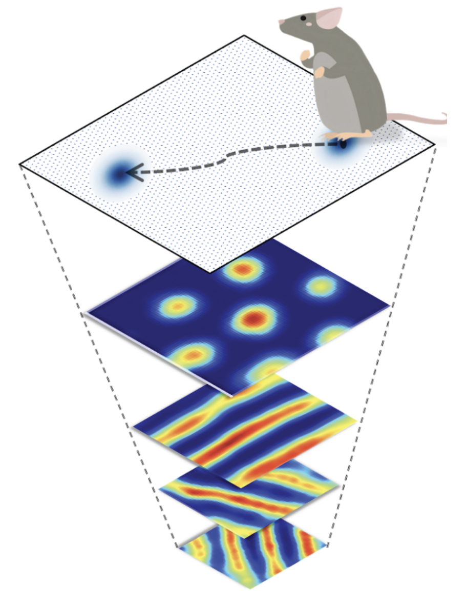 Unfolding the Black Box of Recurrent Neural Networks for Path Integration.