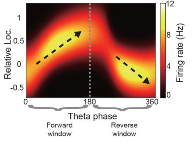 Firing rate adaptation affords place cell theta sweeps, phase precession, and procession.
