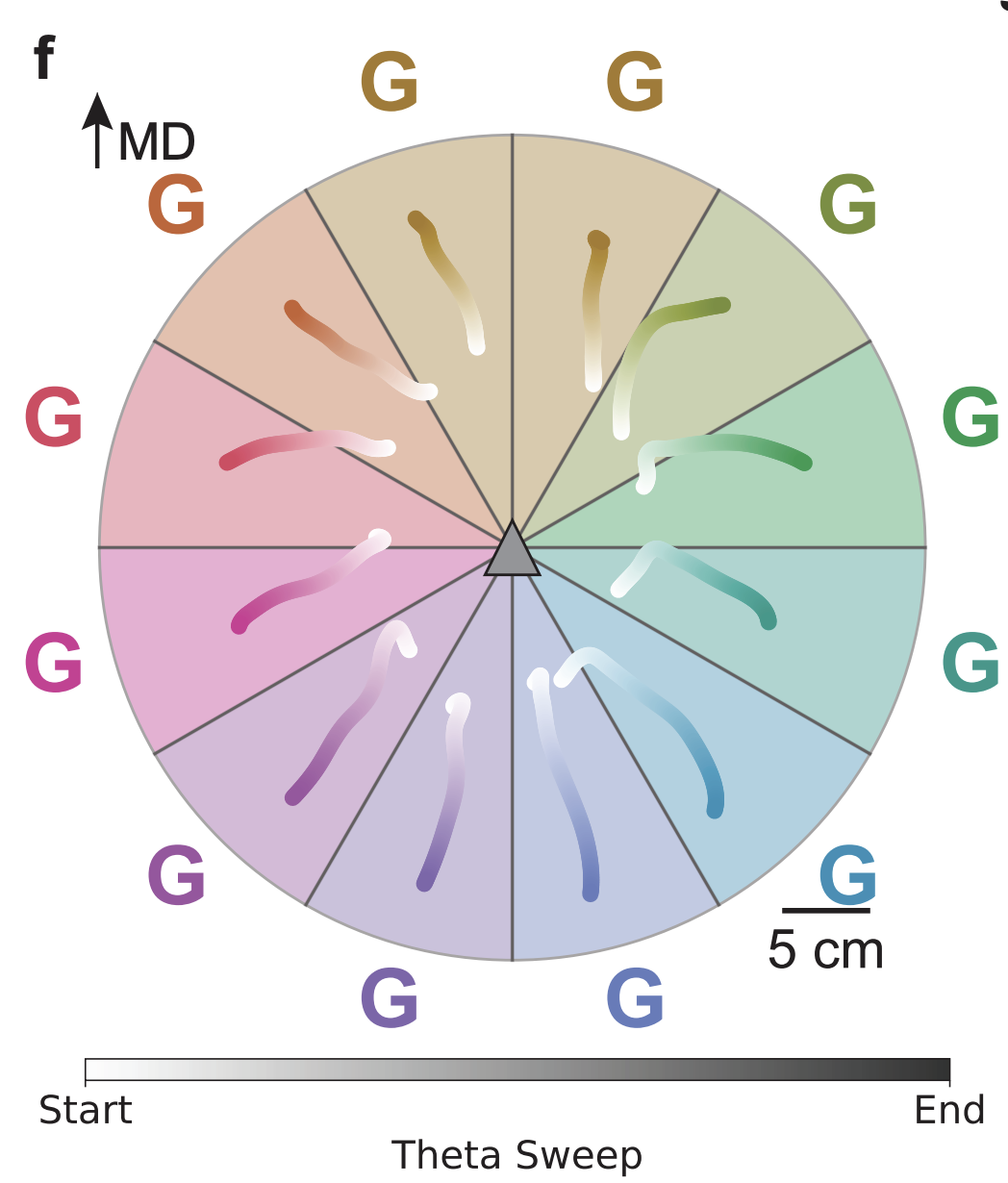 Hippocampal theta sweeps indicate goal direction.