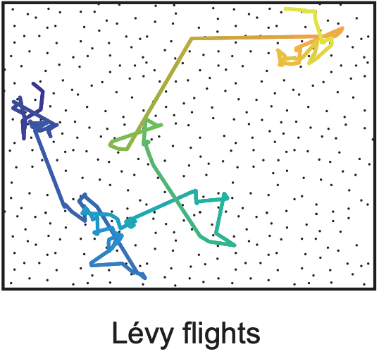 Noisy adaptation generates Levy flights in attractor neural networks.