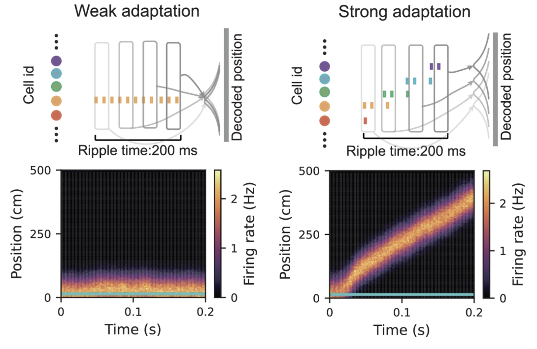 Dynamical modulation of hippocampal replay through firing rate adaptation.