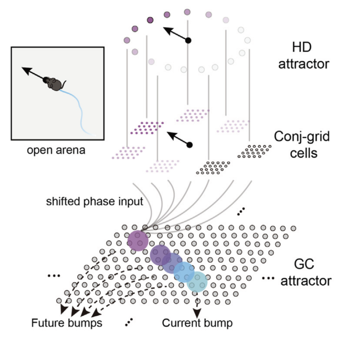 A systems model of alternating theta sweeps via firing rate adaptation.