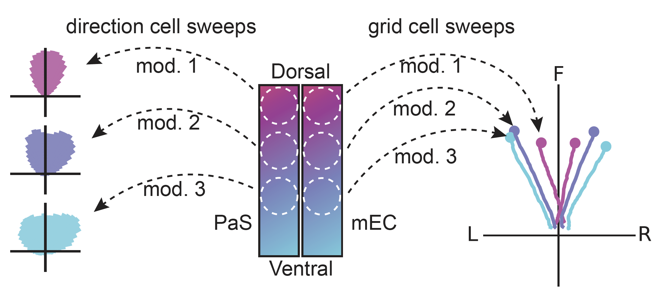 Dorsoventral gradient of theta sweeps in medial entorhinal cortex.